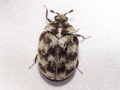 Anthrenus verbasci